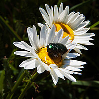 Buy canvas prints of Beetle on Daisy by Joyce Storey