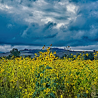 Buy canvas prints of Tuscany Sunflowers by Joyce Storey