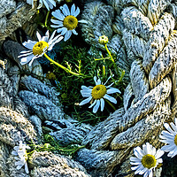 Buy canvas prints of Roped in Daisies by Joyce Storey