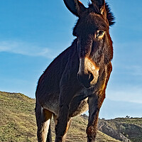 Buy canvas prints of Donkey looking down at me. by Joyce Storey