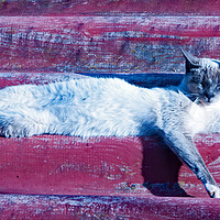 Buy canvas prints of Cat's Siesta Time by Joyce Storey