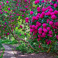 Buy canvas prints of Path through Rhododendrons  by Joyce Storey