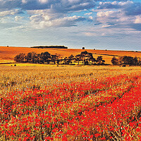 Buy canvas prints of Poppies in the Crop Field by Joyce Storey