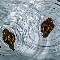 Buy canvas prints of Ducklings Creating Whirlpools by Joyce Storey