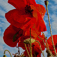 Buy canvas prints of Poppies (i of 3) by Joyce Storey