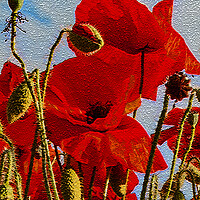 Buy canvas prints of Poppies (1 of 3) by Joyce Storey