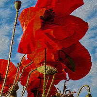 Buy canvas prints of Poppies 1 of 3 by Joyce Storey