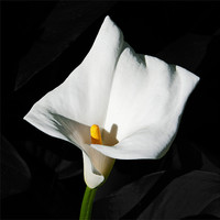 Buy canvas prints of Arum Lily by Joyce Storey