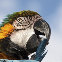Buy canvas prints of Macaw Preening by Joyce Storey