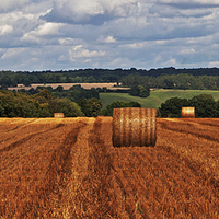 Buy canvas prints of Harvest Field by Joyce Storey
