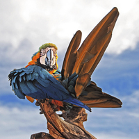 Buy canvas prints of Macaw preening by Joyce Storey
