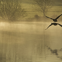 Buy canvas prints of Geese at Dawn  by Joyce Storey