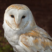 Buy canvas prints of Beautiful Barn Owl by Joyce Storey