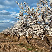 Buy canvas prints of Almond Blossom in Spain by Joyce Storey