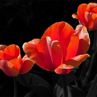 Buy canvas prints of Three Tulips by Joyce Storey