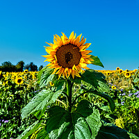 Buy canvas prints of Sunflower Field by Joyce Storey
