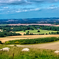 Buy canvas prints of Sheep on Inkpen Hill by Joyce Storey