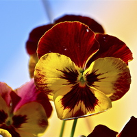 Buy canvas prints of  The Pansy by Irina Walker
