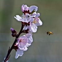 Buy canvas prints of  Almond Blossom with Honey Bee by Irina Walker