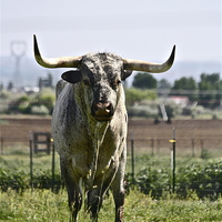 Buy canvas prints of  Longhorn Bull by Irina Walker