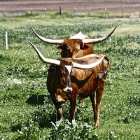 Buy canvas prints of  Texas Longhorn Cows by Irina Walker