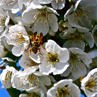 Buy canvas prints of Cherry Blossom with a visitor! by Irina Walker