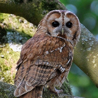 Buy canvas prints of Tawny Owl by Ray Lewis