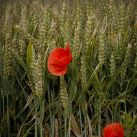 Buy canvas prints of Two Poppies by Steven Shea