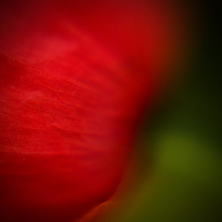 Buy canvas prints of Abstract Poppy by Steven Shea