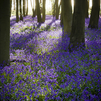 Buy canvas prints of Bluebell Wood by Danny Callcut