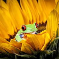 Buy canvas prints of Red Eyed Tree Frog by Danny Callcut