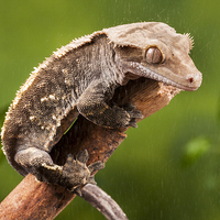 Buy canvas prints of New Caledonian Crested Gecko by Danny Callcut