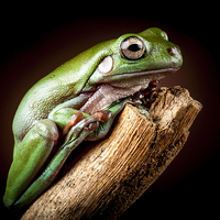 Buy canvas prints of White's Tree Frog by Danny Callcut