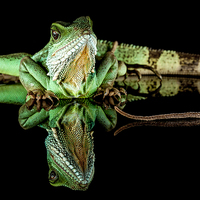 Buy canvas prints of Chinese Water Dragon by Danny Callcut