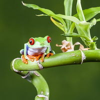 Buy canvas prints of Red Eyed Tree Frog by Danny Callcut