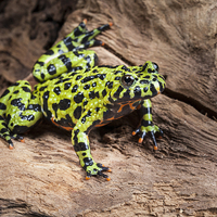Buy canvas prints of Oriental fire-bellied toad by Danny Callcut