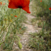 Buy canvas prints of Common Red Poppy by Danny Callcut