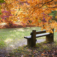 Buy canvas prints of Autumn Bench by Danny Callcut