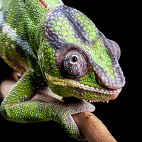 Buy canvas prints of Panther Chameleon by Danny Callcut