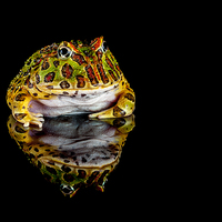 Buy canvas prints of  Argentine horned frog by Danny Callcut