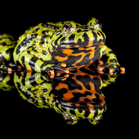 Buy canvas prints of Oriental fire-bellied toad by Danny Callcut