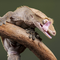 Buy canvas prints of  New Caledonian Crested Gecko by Danny Callcut