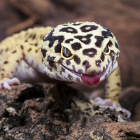 Buy canvas prints of Leopard Gecko by Danny Callcut
