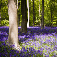 Buy canvas prints of Marlborough Beech forest with bluebells by Danny Callcut