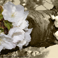 Buy canvas prints of Cherry Blossom in sepia by Danny Callcut