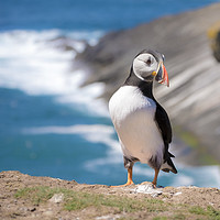 Buy canvas prints of Puffin by Danny Callcut