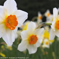 Buy canvas prints of Daffodils by Danny Callcut