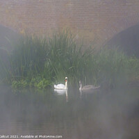 Buy canvas prints of Swans in Mist by Danny Callcut