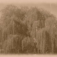 Buy canvas prints of Antique willow by Ashley Paddon