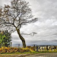 Buy canvas prints of Upland Ponies by Brian Beckett